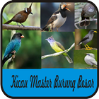 Icona Kicau Master Burung Besar Terbaru