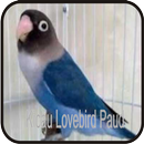 Kicau Lovebird Paud Ngekek Panjang-APK