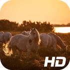 Horse Wallpaper HD biểu tượng
