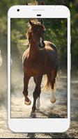 Horse Wallpaper HD 스크린샷 3