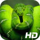 Snake Wallpaper HD biểu tượng