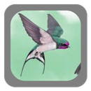 Walet Pemikat Mp3 APK