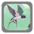 Walet Pemikat Mp3 أيقونة