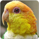 Caique Bird Sounds : Caique Parrot Talking 图标