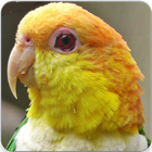 Caique Bird Sounds : Caique Parrot Talking ikon