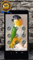 Caique Bird Sounds : Caique Parrot Talking plakat