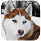 Husky Dog Wallpapers HD icône