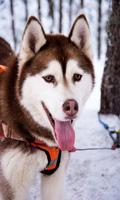 Husky Dog Wallpapers HD Affiche