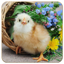 Chick Wallpaper APK