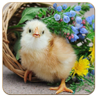 Chick Wallpaper icon