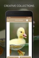 Chick Wallpaper ภาพหน้าจอ 1