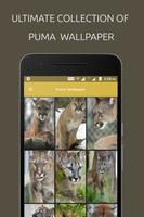 Puma Wallpaper پوسٹر