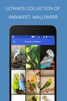 Parakeet Wallpaper پوسٹر