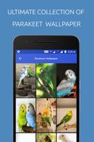 Parakeet Wallpaper पोस्टर