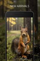 Squirrel Wallpaper 截图 1