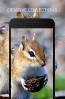 Squirrel Wallpaper captura de pantalla 2
