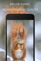Squirrel Wallpaper ảnh chụp màn hình 3