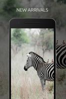 Zebra Wallpaper Affiche