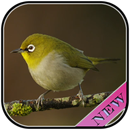 Little Bird Live Wallpaper APK