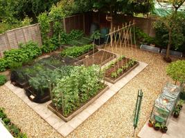 Vegetable Garden Ideas screenshot 2