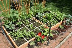 Vegetable Garden Ideas 스크린샷 3