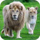 White Lions Wallpapers APK