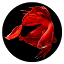 Betta Fish Wallpapers HD-APK