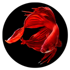 Betta Fish Wallpapers HD-icoon