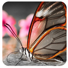 Butterfly Dream Wallpaper أيقونة