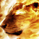 HD Fire Lion Wallpaper APK