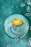 Live Fish Wallpaper постер