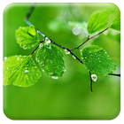 Live Fresh Leaves Wallpaper Zeichen