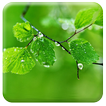 Live Fresh Leaves Wallpaper