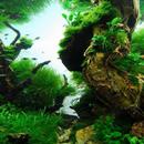 Live wallpapers aquascape 3D APK