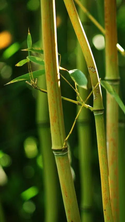wallpaper bamboo APK for Android Download wallpaper bamboo APK for Android Download