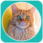 Maine Coon Wallpaper biểu tượng