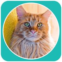 Maine Coon Wallpaper imagem de tela 3