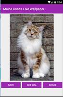 Maine Coon Wallpaper اسکرین شاٹ 1