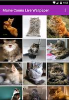 Maine Coon Wallpaper Screenshot 2