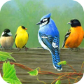 Bird Wallpapers