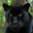 wallpaper black panther icon
