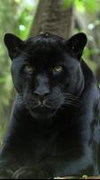 wallpaper black panther poster