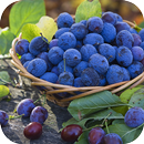 Blueberry Wallpapers APK