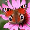 Butterfly Wallpapers HD