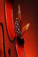 Butterfly Wallpapers HD syot layar 1