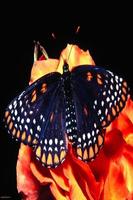 Butterfly Wallpapers HD syot layar 3