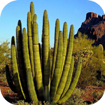 Cactus Wallpapers APK