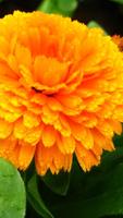 Calendula Wallpapers 포스터