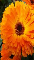 Calendula Wallpapers 스크린샷 1