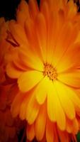 Calendula Wallpapers تصوير الشاشة 2